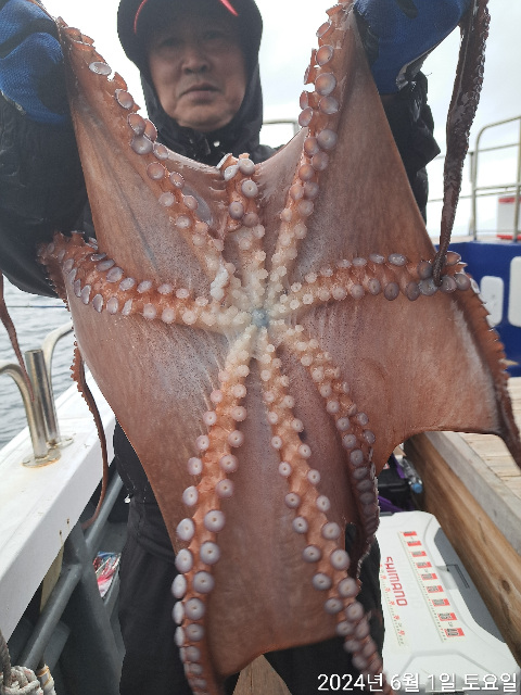 성복호 문어조황 6/1