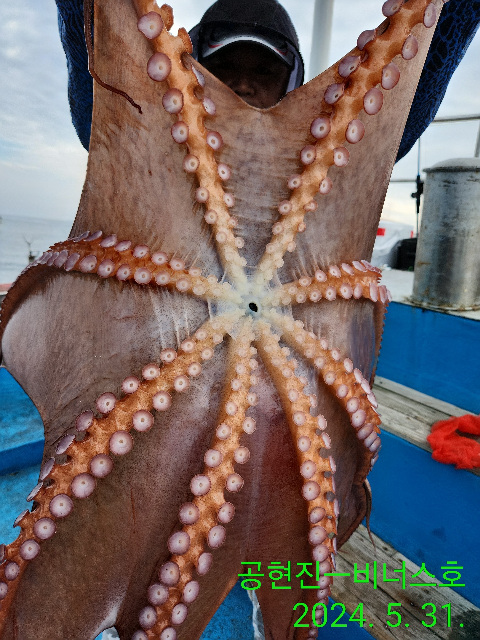 21인승비너스호문어조황 5/31