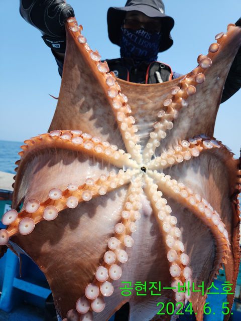 21인승비너스호 대왕문어대박