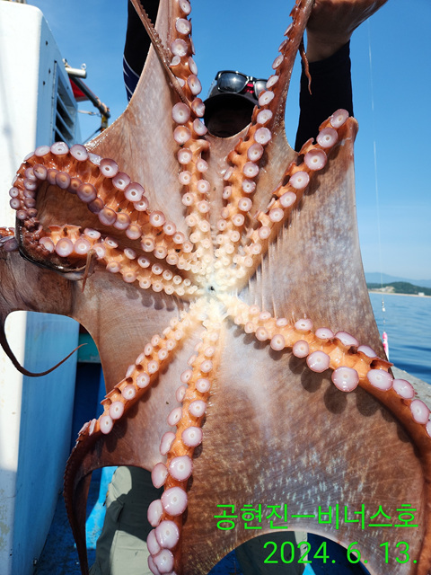 21인승비너스호 대왕문어조황