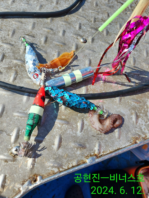 21인승비너스호 문어조황