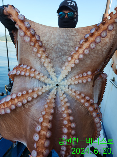 21인승비너스호 대왕문어조황