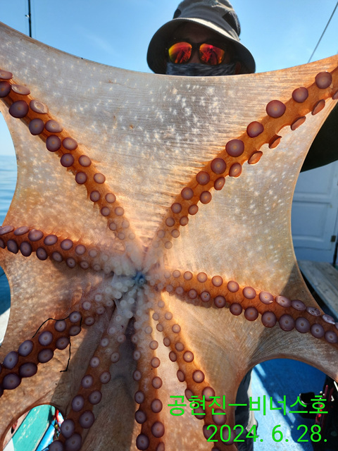 21인승비너스호 대왕문어조황 6/28