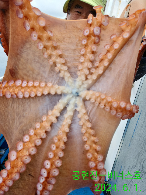 21인승비너스호문어조황 6/1