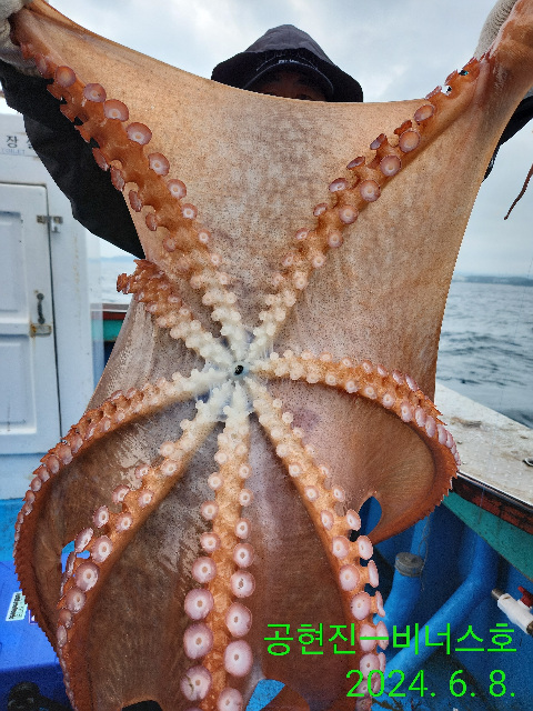 21인승비너스호문어 , 참가자미대박 6/8