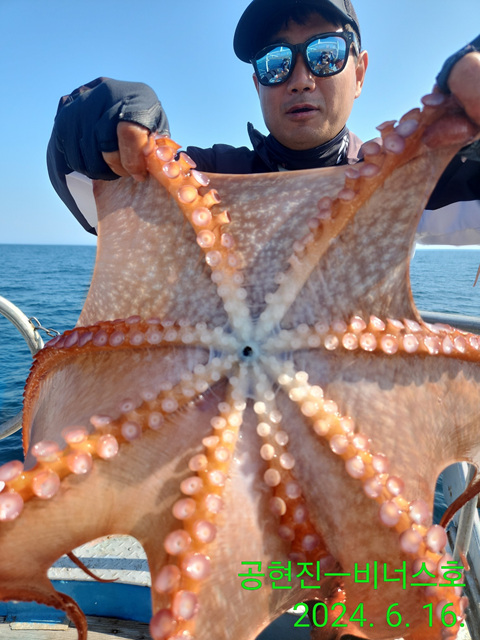 21인승 비너스호 문어조황 6/16