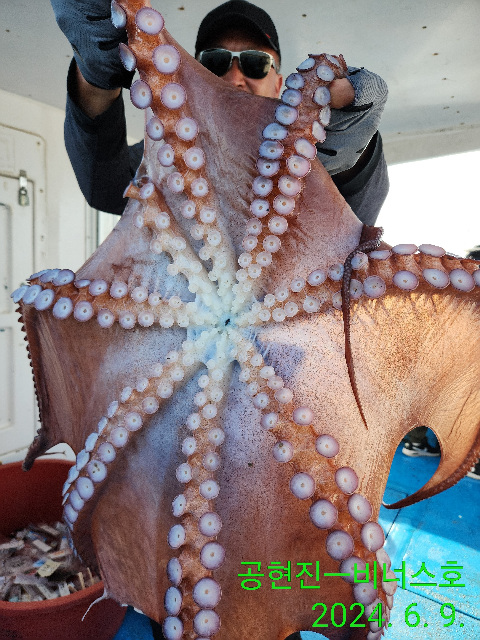 21인승비너스호 대왕문어조황