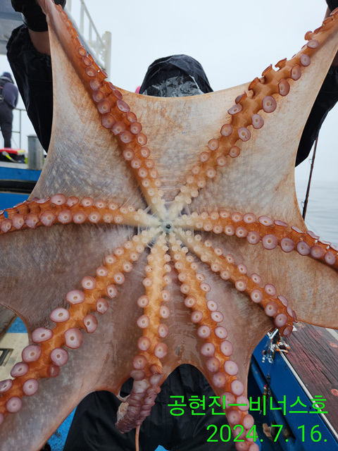 21인승비너스호 문어조황 7/16