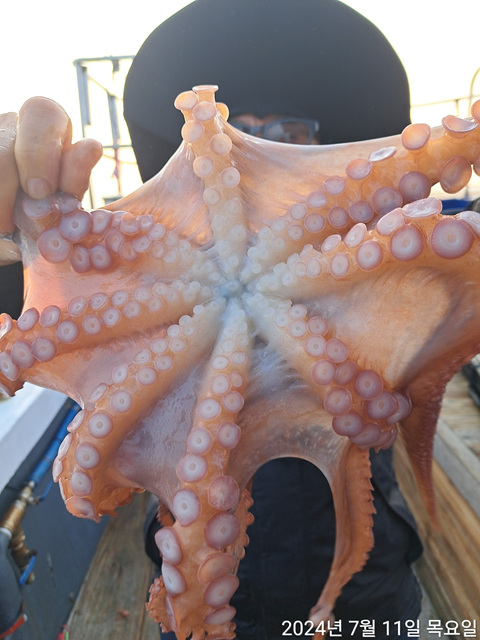 성복호 문어 대박 22마리