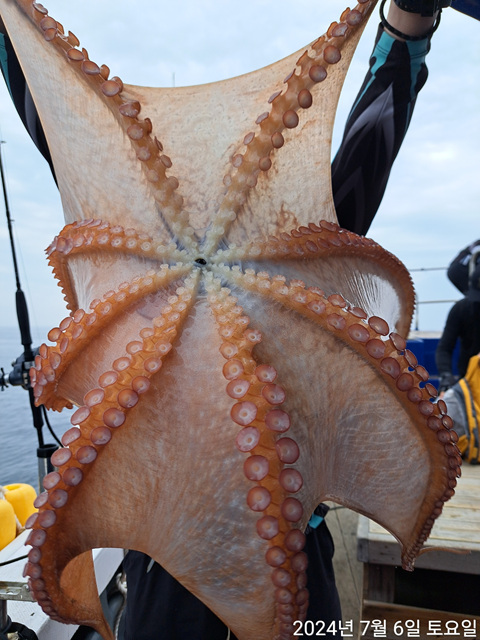 성복호 문어조황 7/6