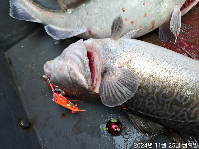 성복호 왕대구 타이라바 대박 11/25