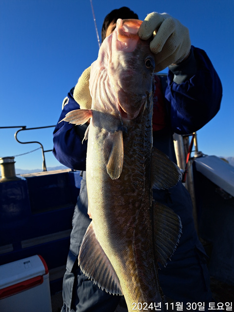 성복호 왕대구쿨러 대박