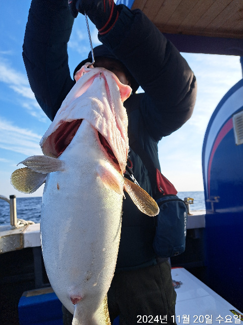 성복호왕대구 타이라바 조황