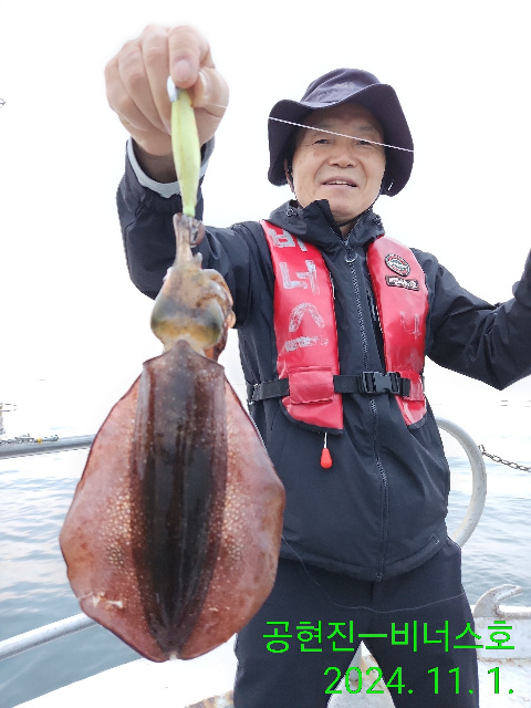 21인승 비너스호 무늬오징어 조황 11/1