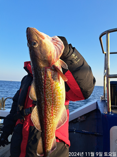 성복호 왕대구조황 11/9