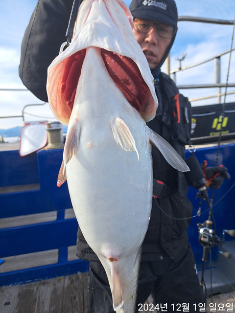 성복호  대구지깅, 타이라바 조황 입니다 12/1
