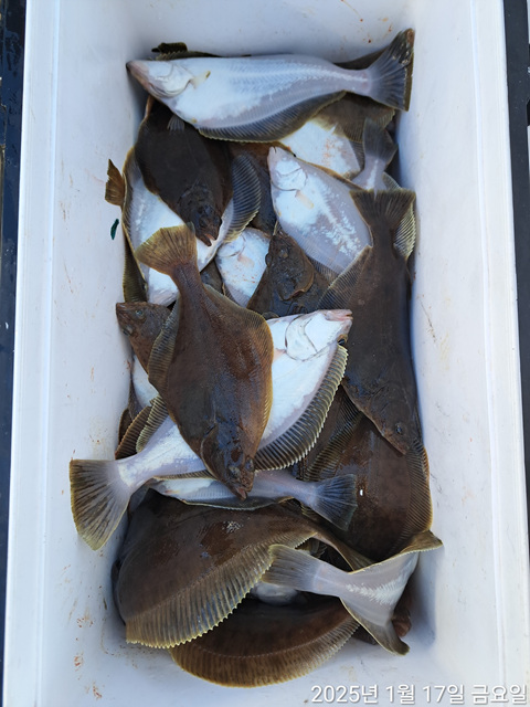 성복호 어구가자미조황