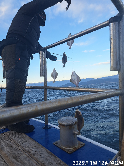 성복호 어구가자미  쿨러조황