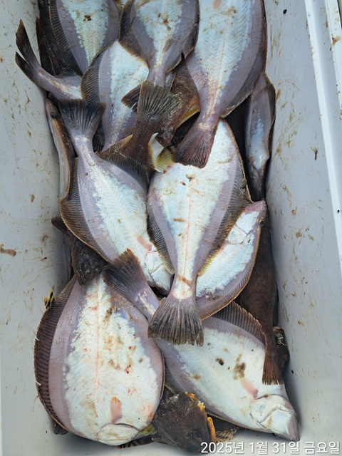 성복호 어구가자미조황