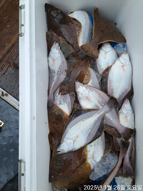 성복호 어구가자미조황  1/25