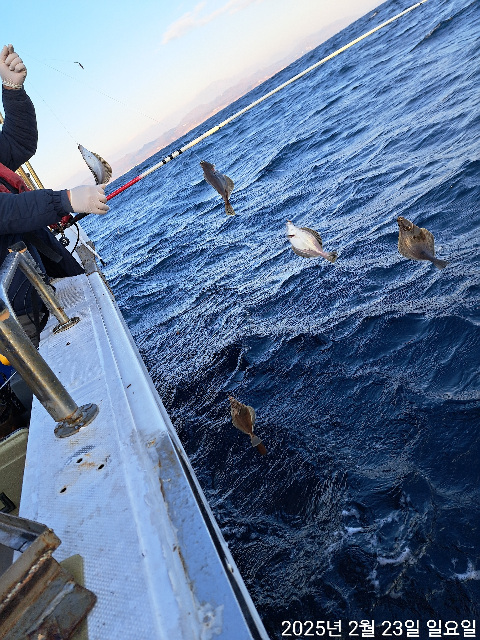 성복호 어구가자미  쿨러조황