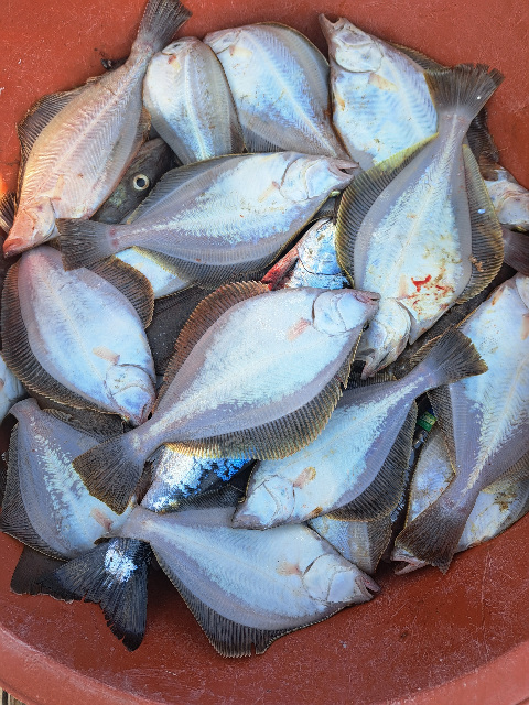 성복호 어구가자미조황