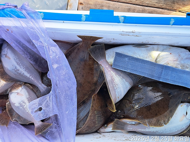 성복호 어구가자미쿨러조황