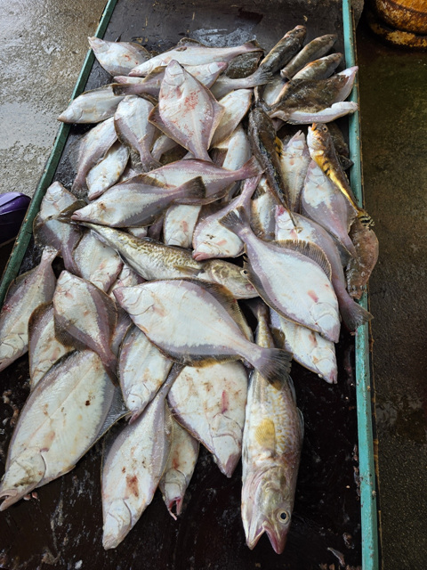 성복호 어구가자미쿨러조황 3/8