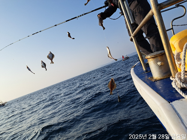 성복호 어구가자미  쿨러조황 2/28
