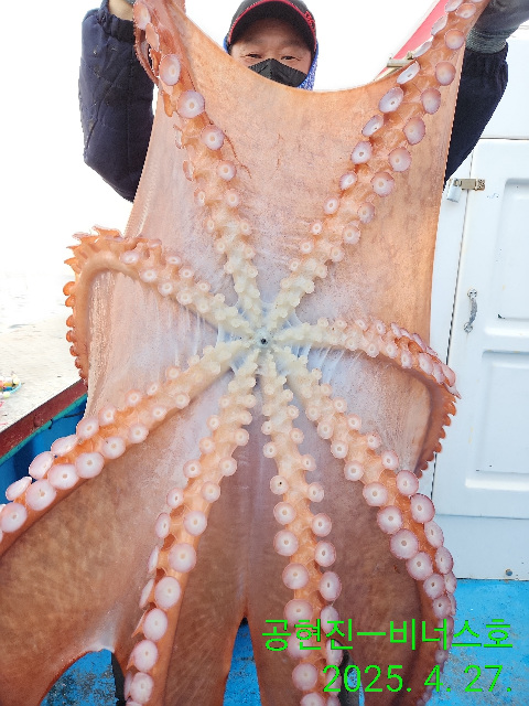21인승 비너스호 대왕문어 , 어제오후 참가자미 풍년