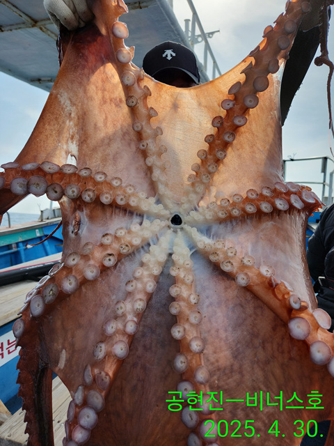 21인승비너스호 대왕문어조황