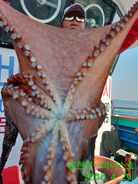 21인승비너스호 대왕문어조황