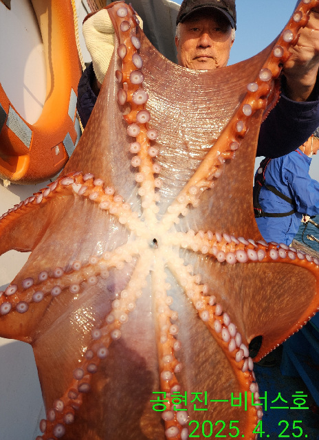 21인승 비너스호 대왕문어  대박