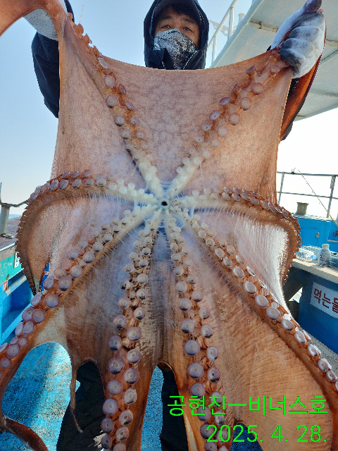21인승 비너스호 대왕문어조황
