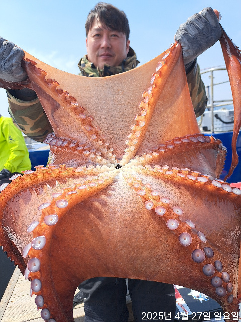 성복호 대왕문어조황