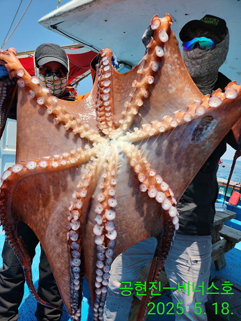 21인승비너스호 대왕문어조황  , 오후 참가자미대박 5/18