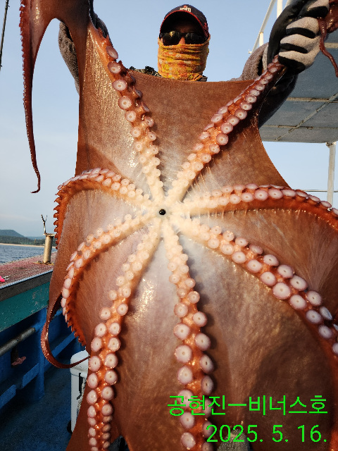 21인승 비너스호대왕문어대박 5/16