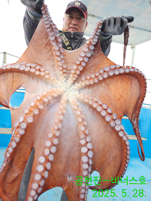 21인승비너스호 2마리 대왕문어조황