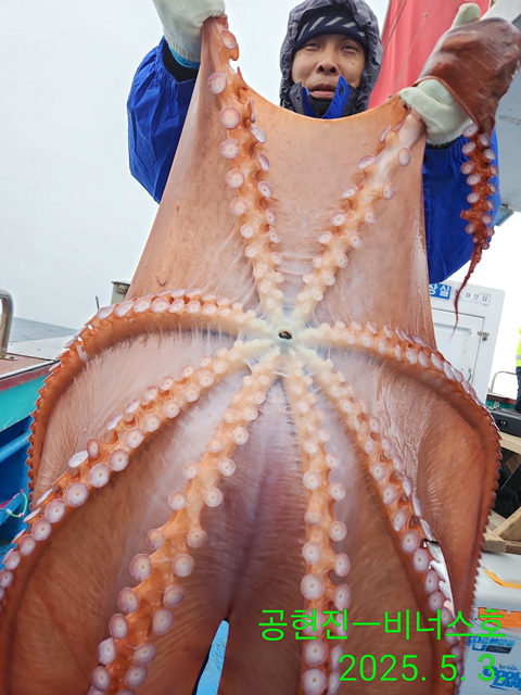 21인승 비너스호 대왕문어조황