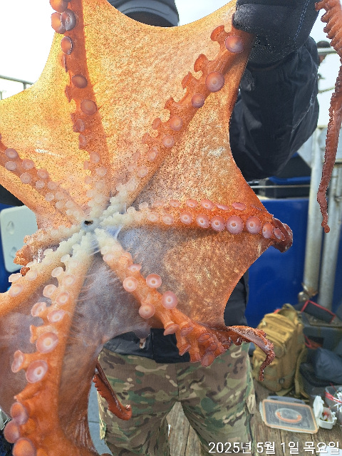 성복호 왕 문어조황