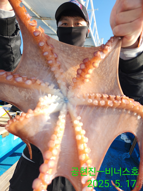 21인승 비너스호  성복호 대왕문어조황