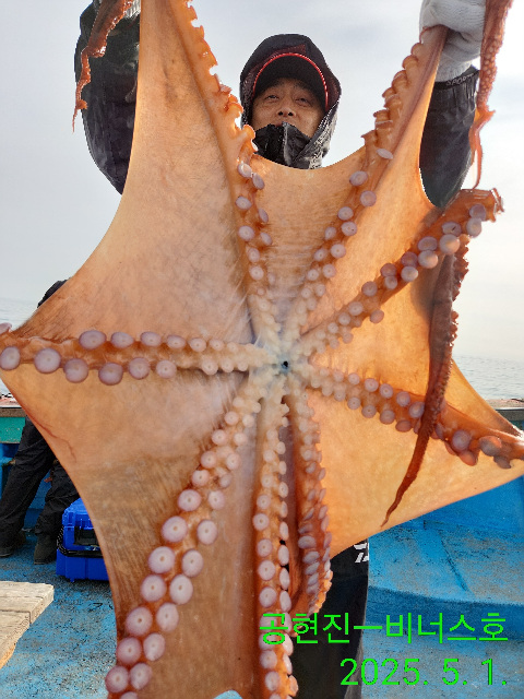 21인승 비너스호문어조황