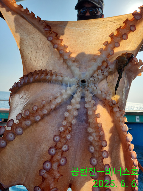 21인승 비너스호 대왕문어3마리 대박