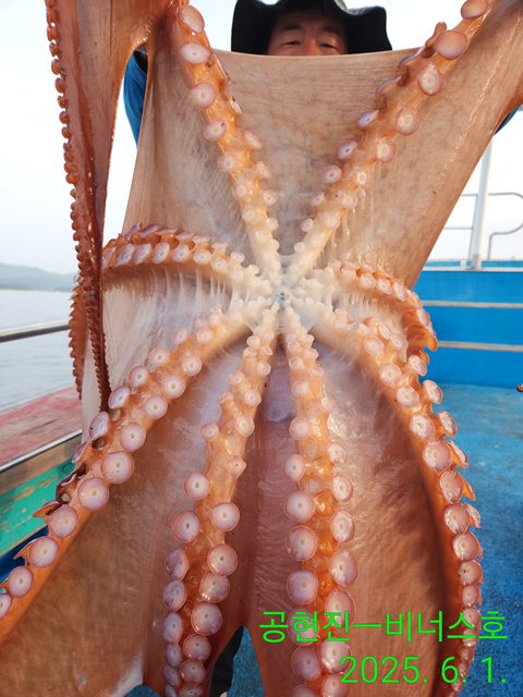 21인승 비너스호 대왕문어 3마리대박 6/1