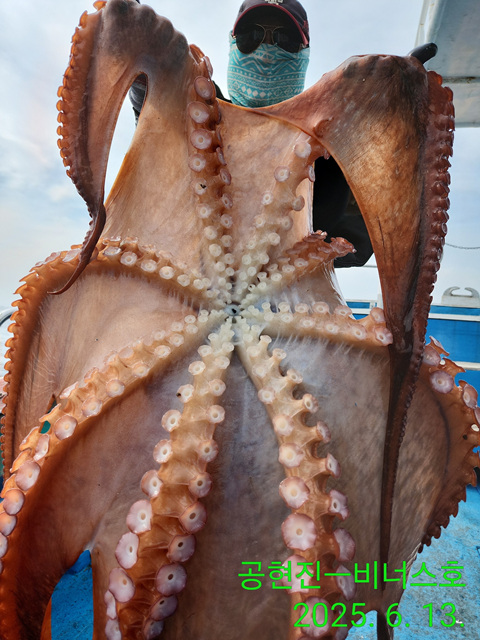 21인승 비너스호 대왕문어 2마리조황