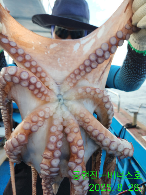 21인승 비너스호 문어조황