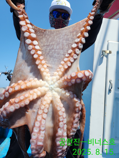 21인승 비너스호 문어조황