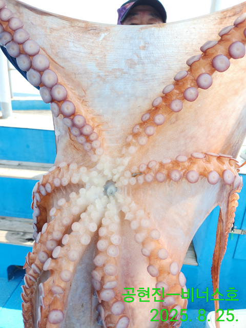 21인승  비너스호 왕문어 대박