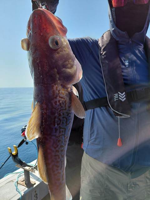 성복호 대구조황