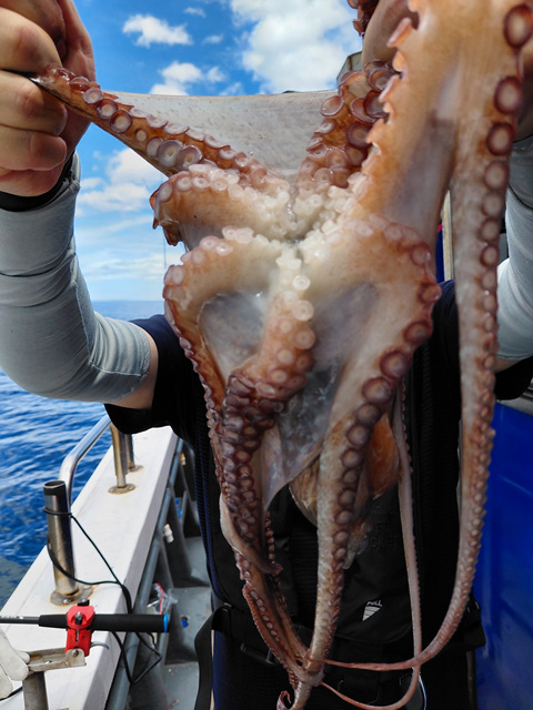 성복호 대구조황 8/16